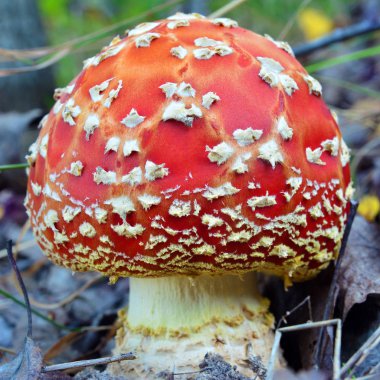 Amanita muscaria mantar