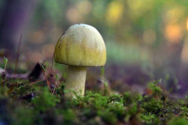 Amanita phalloides mantar