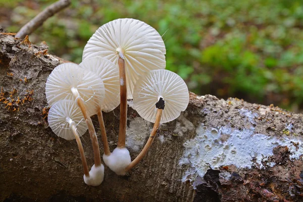 Porcelain mushroom oudemansiella mucida — Stock Photo, Image
