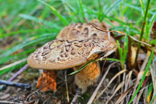 Sarcodon imbricatus 버섯 — 스톡 사진