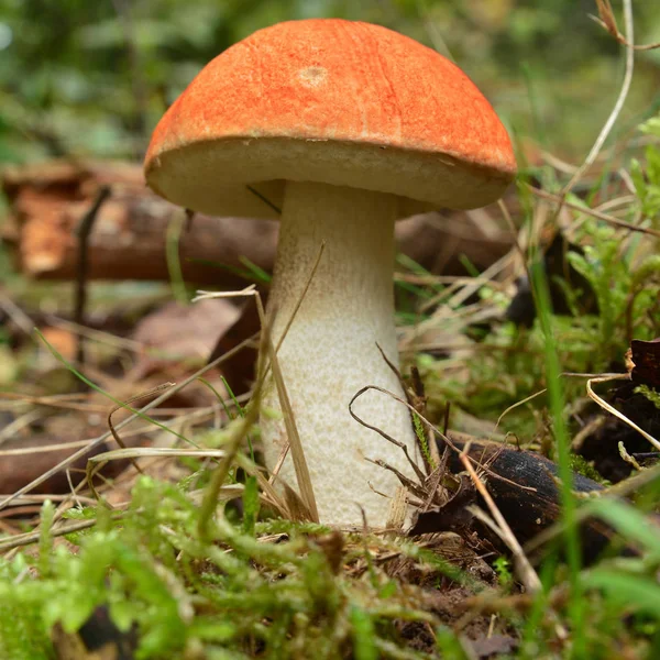 leccinum piceinum mushroom