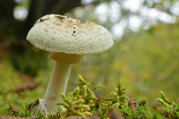 Amanita citrina mushroom — стоковое фото
