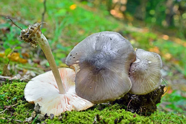 Pluteus cervinus 버섯 — 스톡 사진