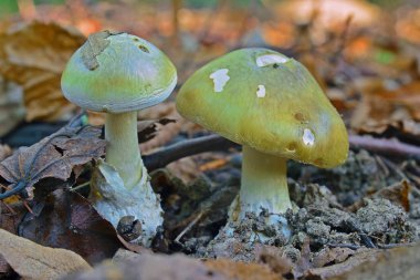 Amanita phalloides mantar