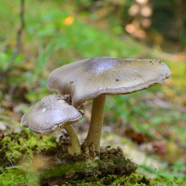 pluteus cervinus mantar