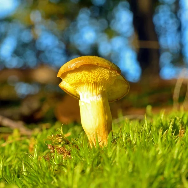 Xerocomus submentosus mushroom — стоковое фото