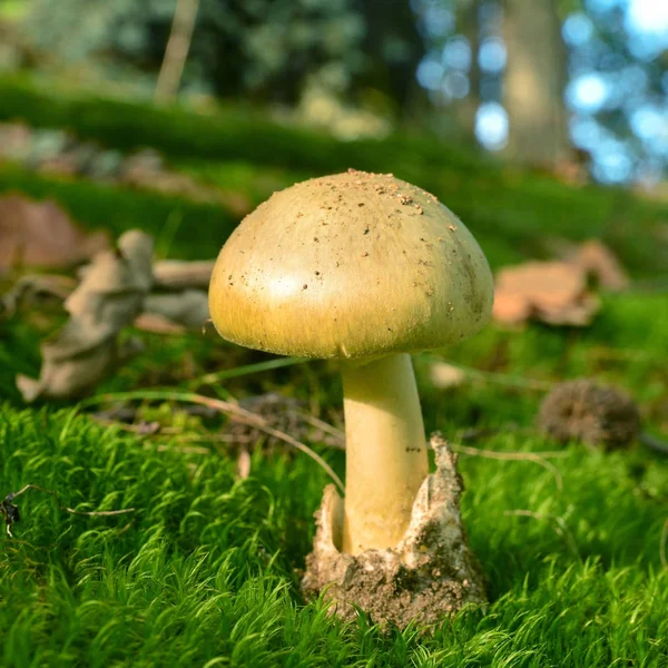 Deathcap mushroom amanita phalloides — Stock Photo, Image