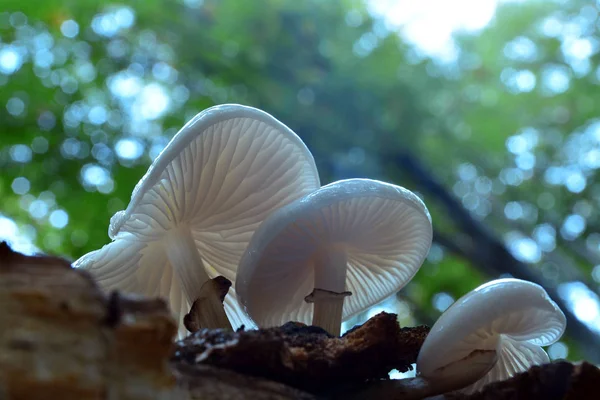 Porcelain mushroom cluster, oudemansiella mucida — Stock Photo, Image