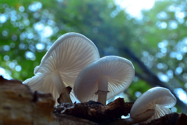  porcelain mushroom cluster, oudemansiella mucida