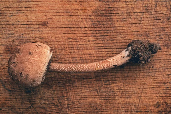 Macrolepiota procera mushroom — Stock Photo, Image