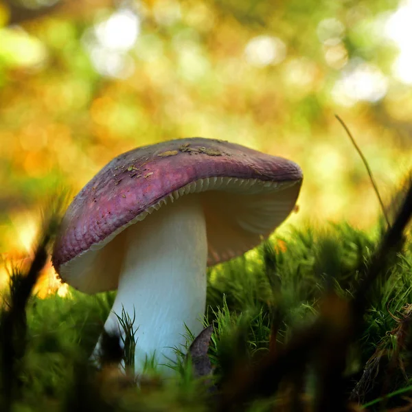 Russula atropurpurea seta — Foto de Stock