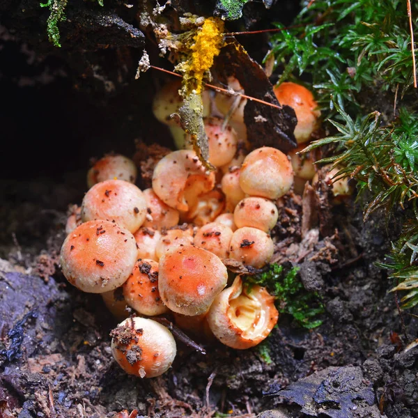 노란 다발 버섯 — 스톡 사진