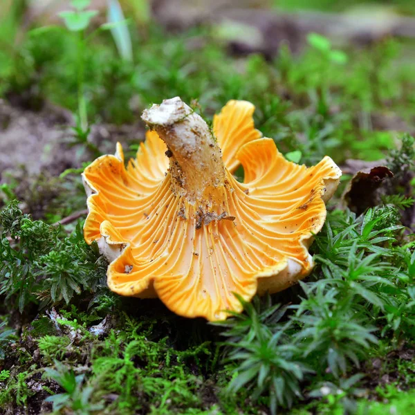 Chanterelle, cantharellus cibarius mushroom — Stock Photo, Image