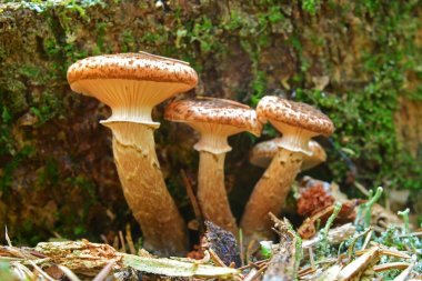Armillaria ostoyae mantar