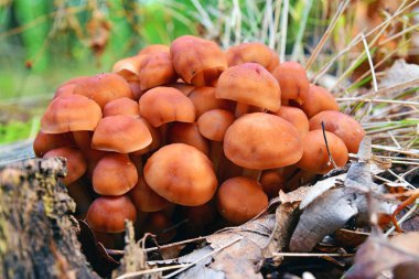 gymnopus fusipes mantar