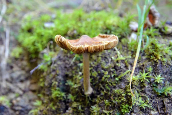 Inocybe asterospora mushroom — Stock Photo, Image