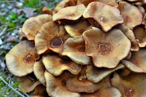 Armillaria tabescens mantar — Stok fotoğraf