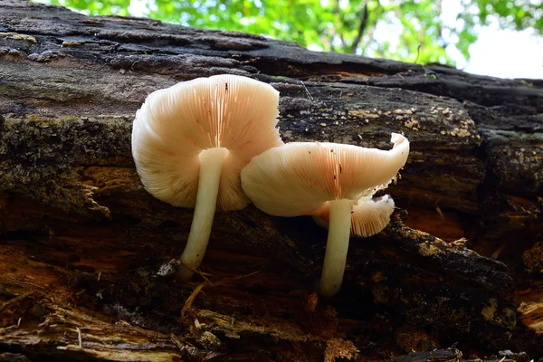 Pluteus cervinus mushroom — Stock Photo, Image