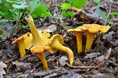 yenilebilir Cantharellus cibarius mantar