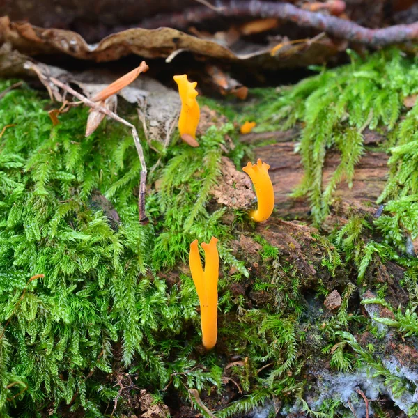 Calocera viscosa μανιτάρι — Φωτογραφία Αρχείου