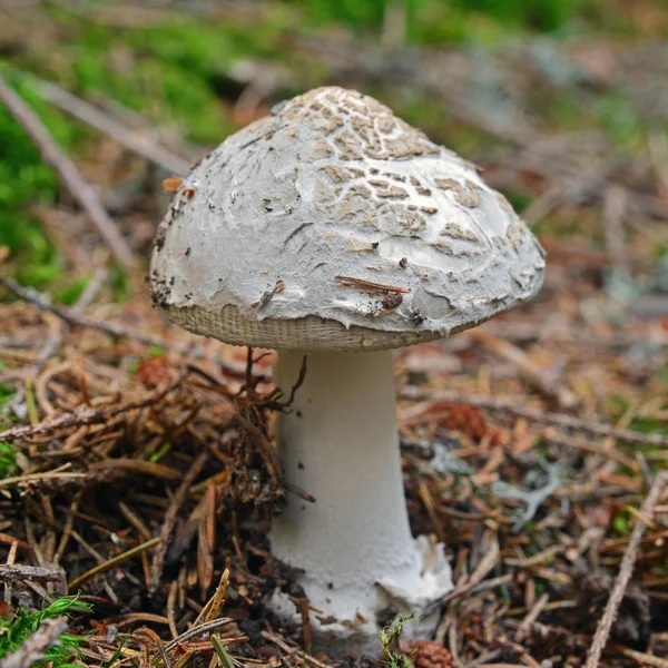 Cogumelo amanita ceciliae — Fotografia de Stock