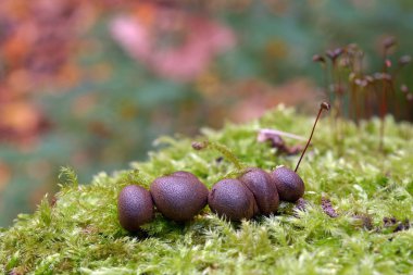 Lycogala epidendrum sümük kalıp