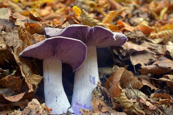 Lepista nuda mushroom — 图库照片