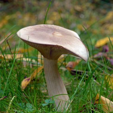 Clitocybe nebularis mantar