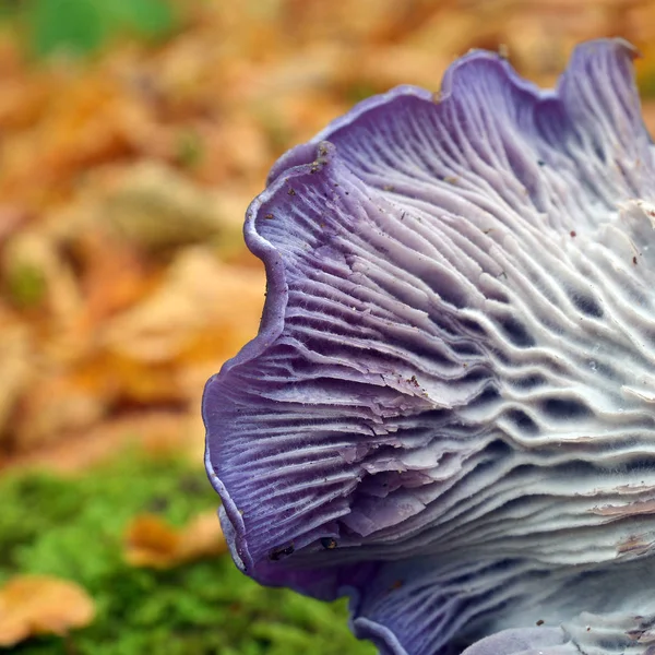 Clitocybe nuda houby — Stock fotografie