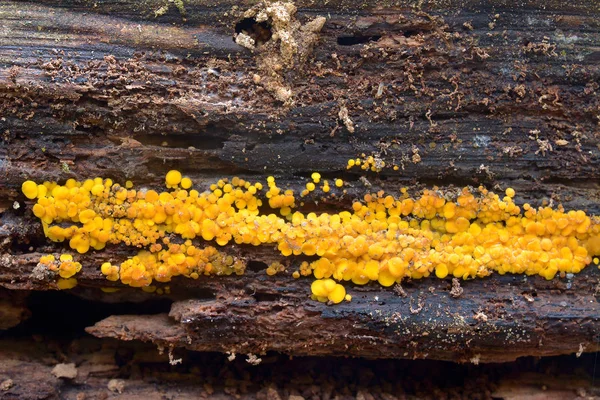 Bisporella citrina fungo — Fotografia de Stock