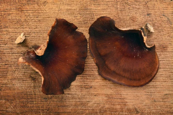 Royoporus badius mushroom — Φωτογραφία Αρχείου