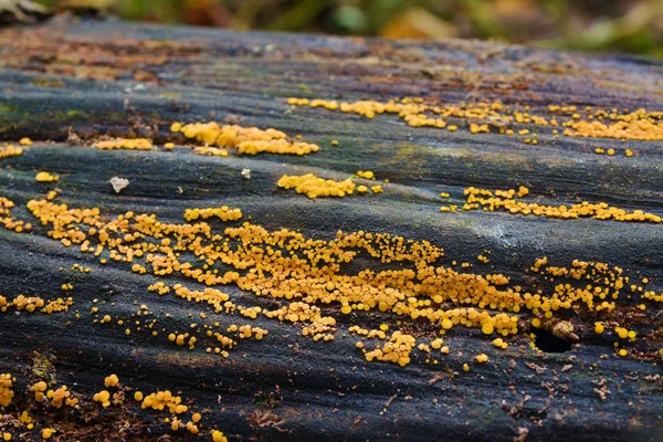 Bisporella citrina houba — Stock fotografie