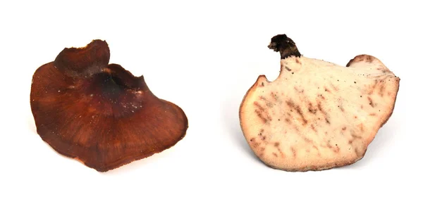 Royoporus badius mushroom — Φωτογραφία Αρχείου