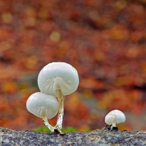 Mucidula mucida svamp — Stockfoto