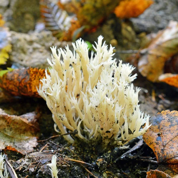 Clavulina cristata μανιτάρι — Φωτογραφία Αρχείου