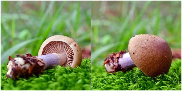 Cortinarius torvus mushroom — Stock Photo, Image