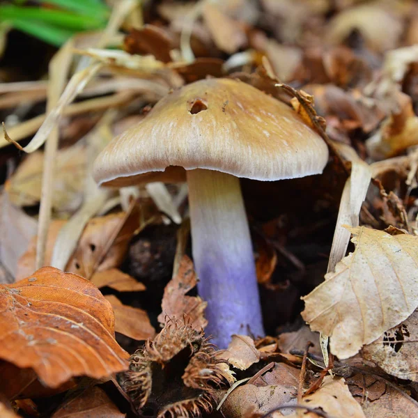 Pavučinec stillatitius houby — Stock fotografie