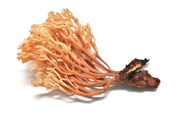 Cogumelo artromyces pyxidatus — Fotografia de Stock