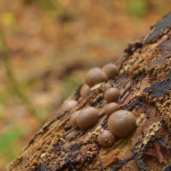 Lycogala epidendrum slime mold — Stockfoto