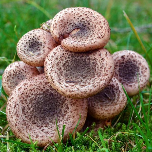 Armillaria ostoyae 버섯 — 스톡 사진