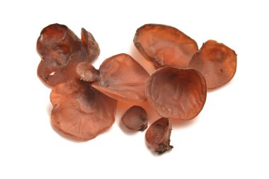 auricularia auricula judae mantar