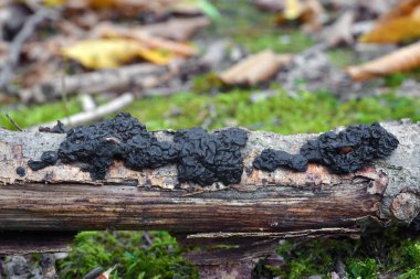 exidia nigricans mantar