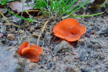 aleuria aurantia mantar