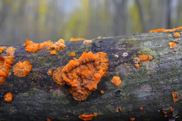 Phlebia radiata houba — Stock fotografie