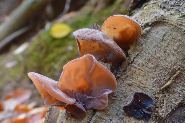 Auricularia auricula judae mantar — Stok fotoğraf