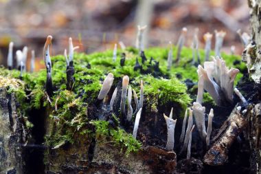 Xylaria hypoxylon mantar 