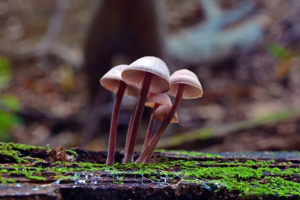 Mycena haematopus mushroom — Stock Photo, Image