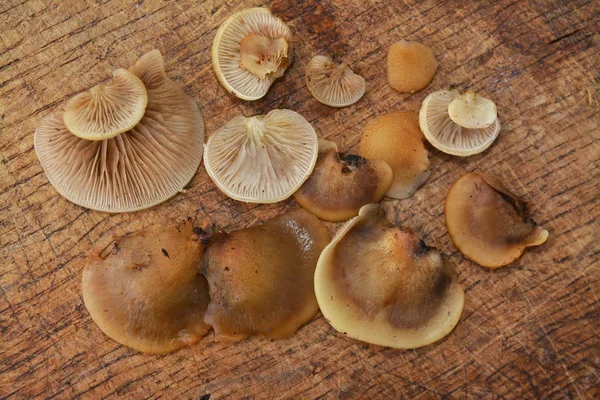 Crepidotus applanatus 버섯 — 스톡 사진