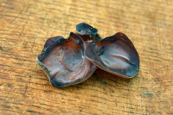 Auricularia auricula-judae champignon — Photo