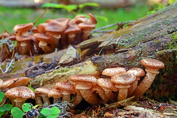 Armillaria ostoyae mantar — Stok fotoğraf